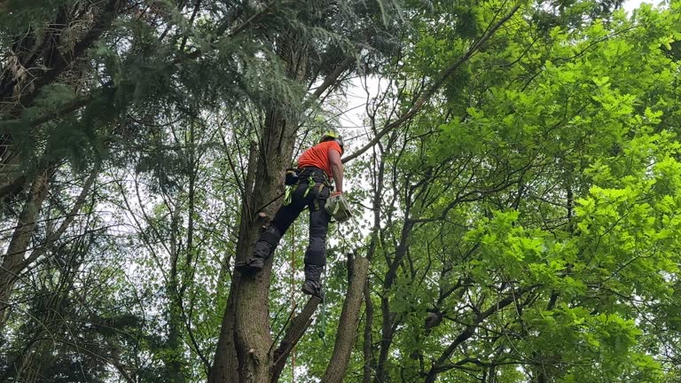 Best Palm Tree Trimming  in Mount Pocono, PA